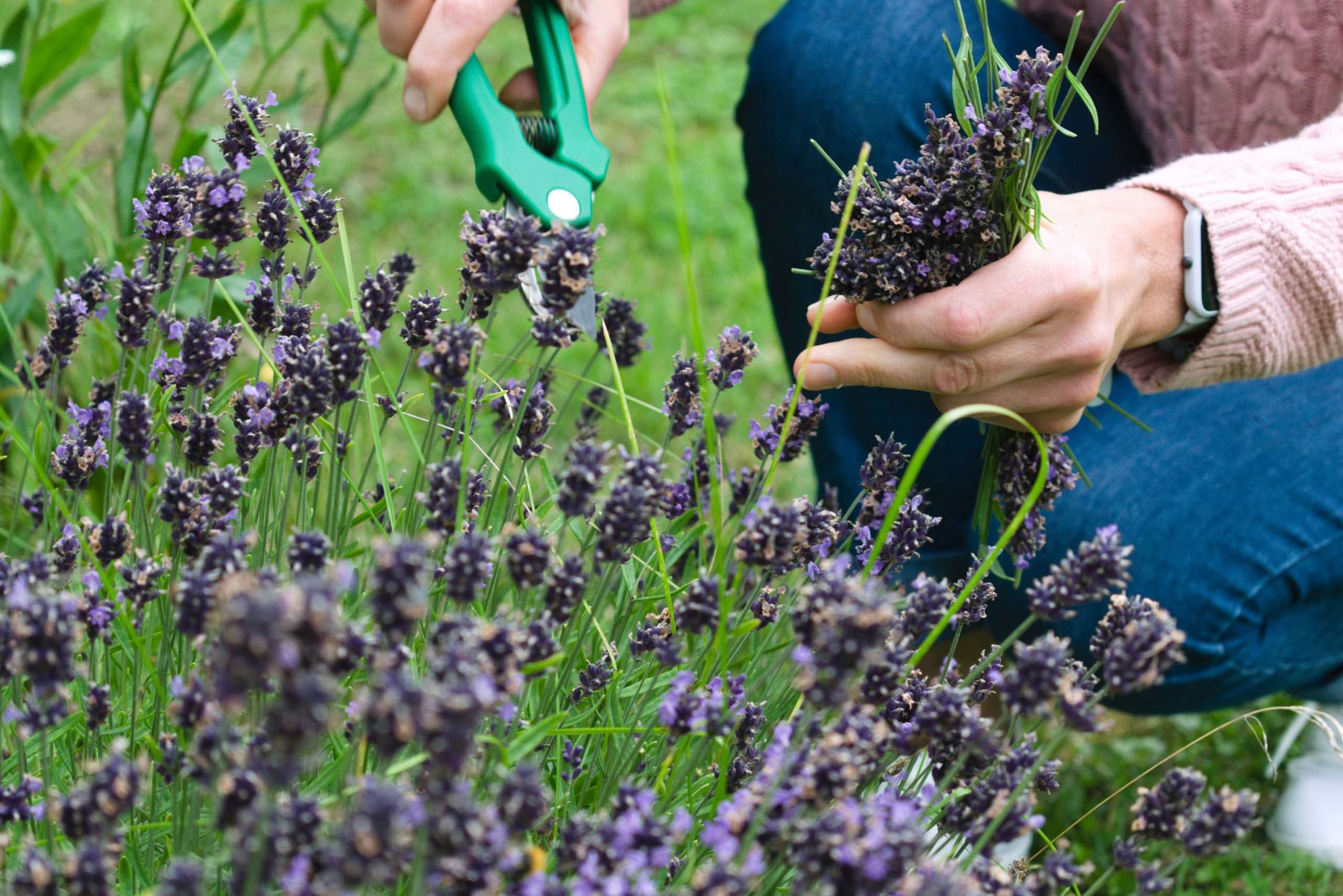 Close up of hands with clippers cutting lavender in a garden